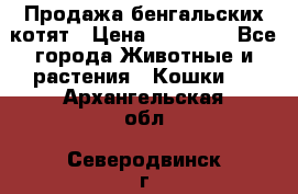 Продажа бенгальских котят › Цена ­ 20 000 - Все города Животные и растения » Кошки   . Архангельская обл.,Северодвинск г.